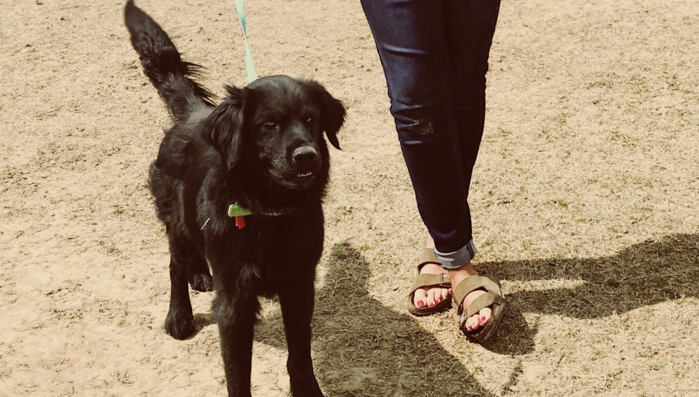 hunter nelson dog training