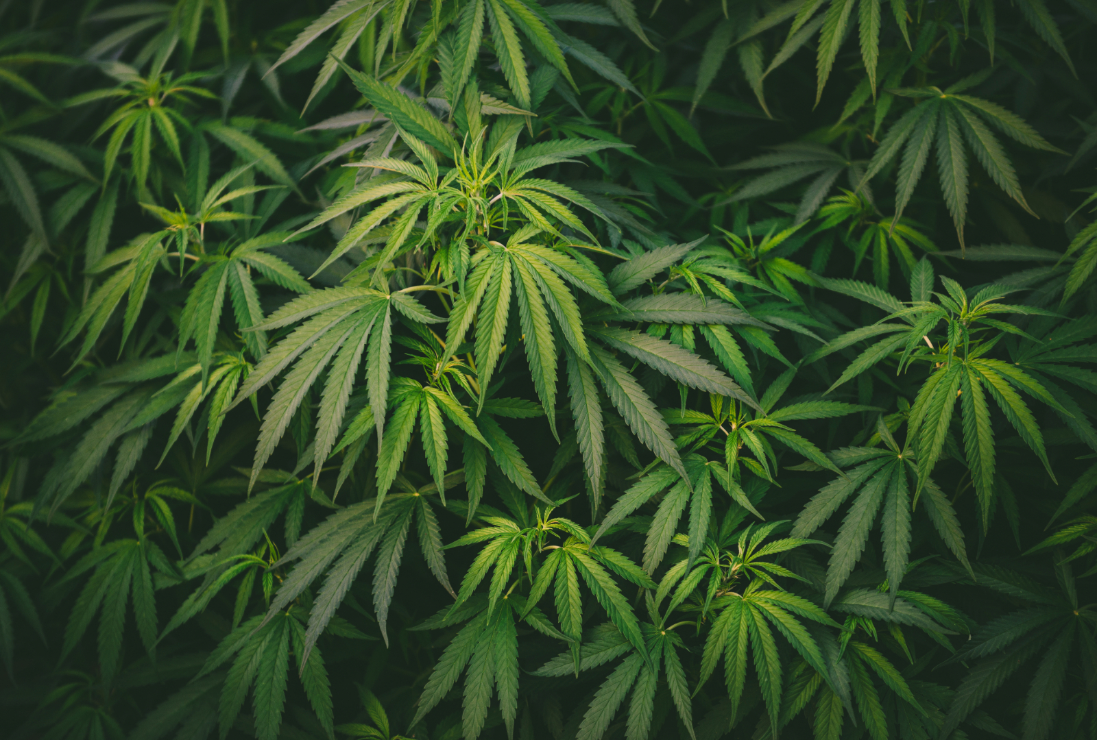 Police Find 15,000 Worth of Weed in Jonesboro Storage Unit NEA Report